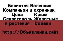 Басистая Валенсия. Компаньон и охранник › Цена ­ 1 - Крым, Севастополь Животные и растения » Собаки   
